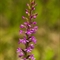Orchis Moustique ( Gymnadenia conopsea - OV1 )