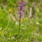 Orchis Moustique ( Gymnadenia conopsea - OV2 )