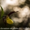 Sabot de Vénus ( Cypripedium calceolus - OV1 )