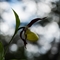 Sabot de Vénus ( Cypripedium calceolus - OV3 )