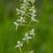 Platanthère à deux feuilles ( Platanthera bifolia - OV1)