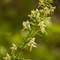 Platanthère à deux feuilles ( Platanthera bifolia - OV2 )