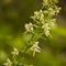 Platanthère à deux feuilles ( Platanthera bifolia - OV2 )