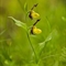 Sabot de Vénus ( Cypripedium calceolus - OV11 )