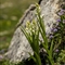 Céphalanthère à longues feuilles ( Cephalanthera longifolia - OV7 )