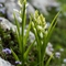 Céphalanthère à longues feuilles ( Cephalanthera longifolia - OV3 )