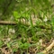 Orchis de Fuchs ( Dactylorhiza fuchsii - OV4)