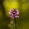 Orchis de Fuchs ( Dactylorhiza fuchsii - OV3)