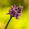 Orchis de Fuchs ( Dactylorhiza fuchsii - OV5)