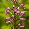 Orchis Militaire (Orchis militaris - OV5 )