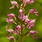 Orchis Militaire (Orchis militaris - OV8 )