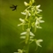 Platanthère à deux feuilles ( Platanthera bifolia - OV3 )