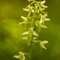 Platanthère à deux feuilles ( Platanthera bifolia - OV4 )