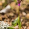 Orchis de Von Spitzel ( Orchis spitzelii  - OV1)