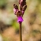 Orchis de Von Spitzel ( Orchis spitzelii - OV2)