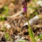Orchis de Von Spitzel ( Orchis spitzelii - OV3)