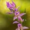 Céphalanthère Rouge (cephalanthera rubra - OV4)