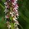 Orchis brûlé (orchis ustulata - OV 1)