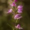 Céphalanthère Rouge (cephalanthera rubra - OV6)