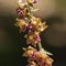 Epipactis de Tremols ( Epipactis helleborine subsp. tremolsii - OV2)