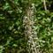 Orchis bouc (himantoglossum hircinum - OV1) 