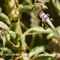 Orchis bouc (himantoglossum hircinum - OV3) 