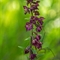 Epipactis rouge sombre(Epipactis atrorubens - OV1 )