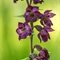 Epipactis rouge sombre(Epipactis atrorubens - OV3 )