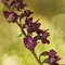 Epipactis rouge sombre(Epipactis atrorubens - OV4 )