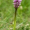 Orchis singe ( Orchis simia - OV1 )