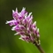 Orchis singe ( Orchis simia - OV2 )