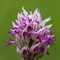 Orchis singe ( Orchis simia - OV3 )