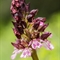 Orchis pourpre ( Orchis purpurea - OV1 )