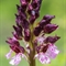 Orchis pourpre ( Orchis purpurea - OV2 )