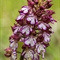 Orchis pourpre ( Orchis purpurea - OV3 )