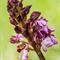 Orchis pourpre ( Orchis purpurea - OV5 )