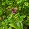 Orchis pourpre ( Orchis purpurea - OV4 )