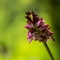 Orchis pourpre ( Orchis purpurea - OV6 )
