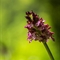 Orchis pourpre ( Orchis purpurea - OV6 )