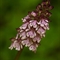 Orchis pourpre ( Orchis purpurea - OV7 )