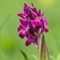 Orchis sureau ( Dactylorhiza latifolia - OV6)