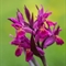 Orchis sureau ( Dactylorhiza latifolia - OV7)