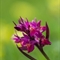 Orchis sureau ( Dactylorhiza latifolia - OV8)