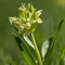Orchis sureau ( Dactylorhiza latifolia - OV10)