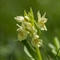 Orchis sureau ( Dactylorhiza latifolia - OV9)