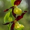 Sabot de Vénus ( Cypripedium calceolus - OV2 )