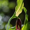 Sabot de Vénus ( Cypripedium calceolus - OV3 )