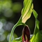 Sabot de Vénus ( Cypripedium calceolus - OV3 )