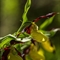 Sabot de Vénus ( Cypripedium calceolus - OV4 )