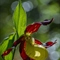 Sabot de Vénus ( Cypripedium calceolus - OV5 )